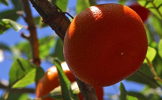 Мандарин это фрукт или ягода, сколько долек в одном плоде, интересные факты