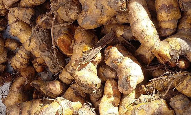 Мед с куркумой, полезные свойства и противопоказания, от чего помогает и как принимать