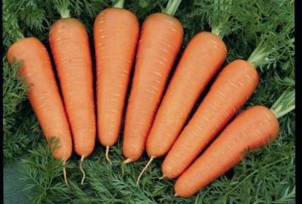 Морковь сорта Каскад F1: фото, описание, уход