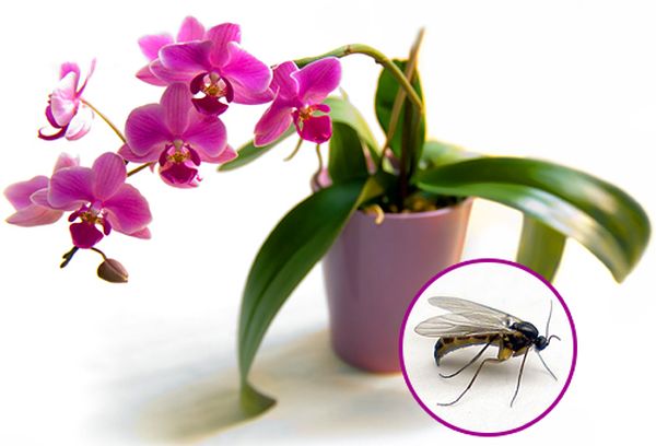 Мошки в орхидеях: как избавиться в домашних условиях