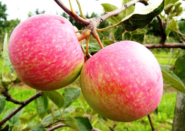 Обзор и описание самых урожайных сортов яблони