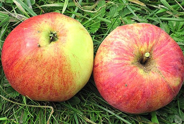 Обзор и описание самых урожайных сортов яблони