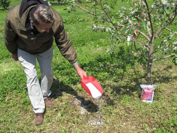 Обзор и схема подкормок деревьев яблони весной