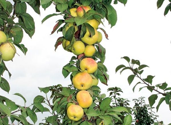 Обзор и выращивание колоновидных сортов яблони для Сибири