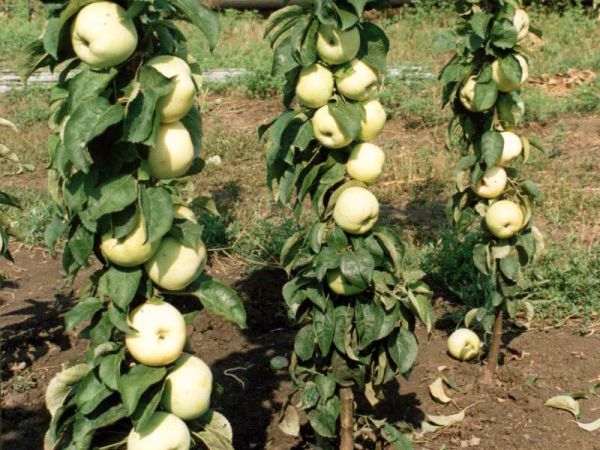 Обзор и выращивание колоновидных сортов яблони для Сибири