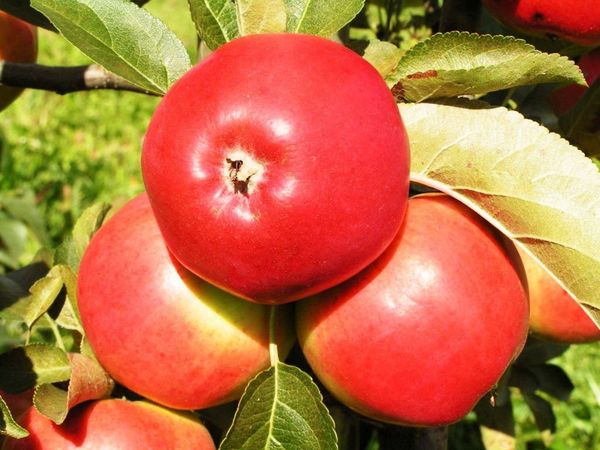 Обзор лучших сортов яблони для Беларуси