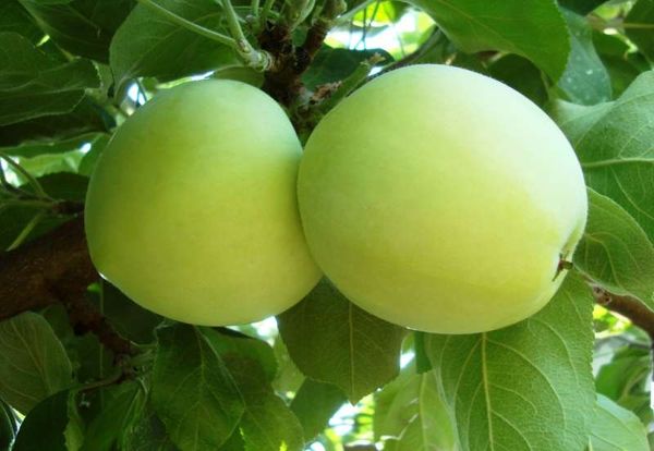 Обзор лучших сортов яблони для Украины