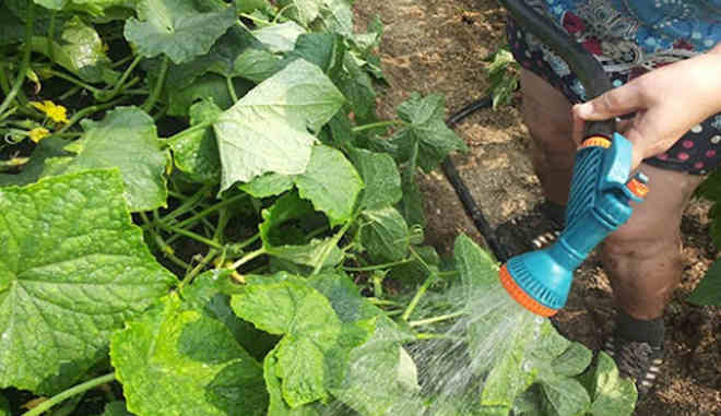 Огурец Марьина роща F1: описание сорта, выращивание, фото, отзывы