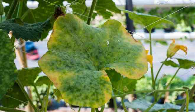 Огурец Матрешка F1: описание сорта, выращивание, отзывы и фото садоводов