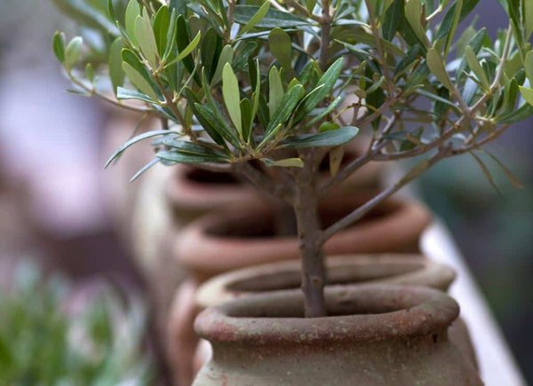 Оливковое дерево в домашних условиях: как посадить и вырастить + виды и сорта дерева оливы для комнатного выращивания