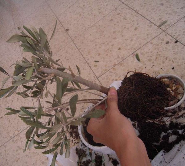 Оливковое дерево в домашних условиях: как посадить и вырастить + виды и сорта дерева оливы для комнатного выращивания