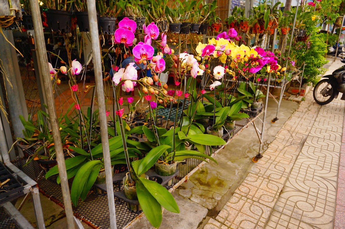 Орхидеи из Вьетнама: как вырастить из луковицы