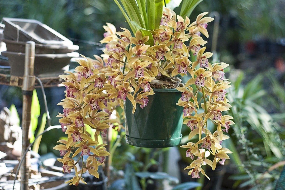 Орхидеи из Вьетнама: как вырастить из луковицы