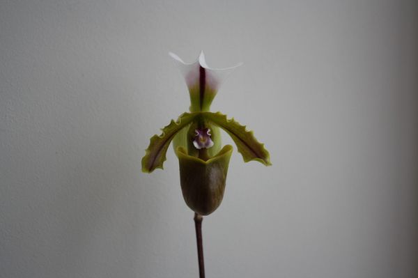 Орхидея башмачок Венеры: уход в домашних условиях
