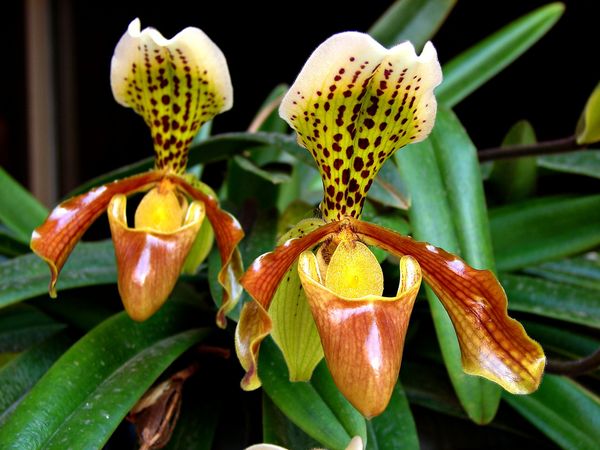 Орхидея башмачок Венеры: уход в домашних условиях