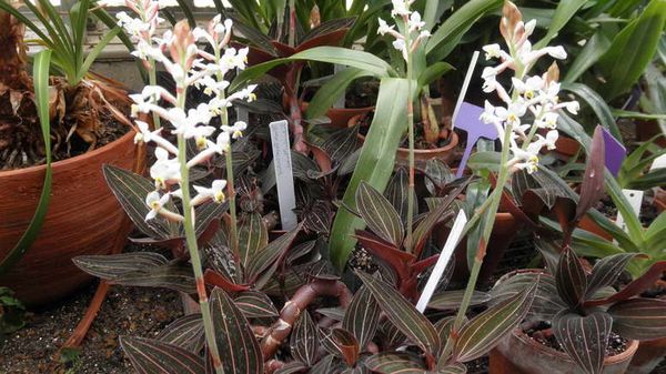Орхидея Лудизия: уход в домашних условиях и размножение