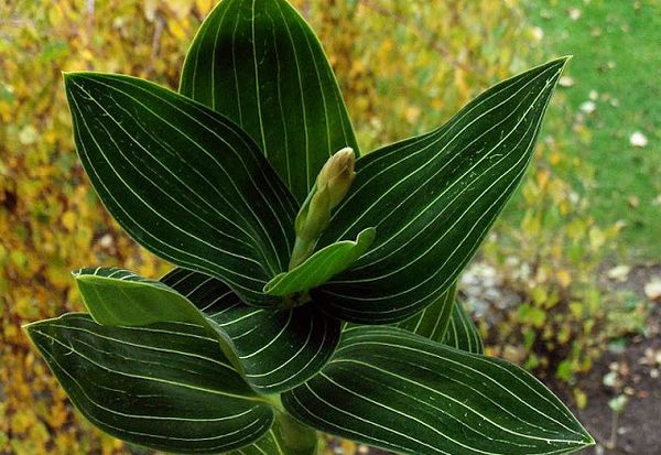 Орхидея Лудизия: уход в домашних условиях и размножение