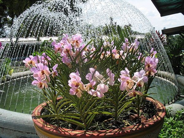 Орхидея садовая: посадка и уход в саду, способы размножения
