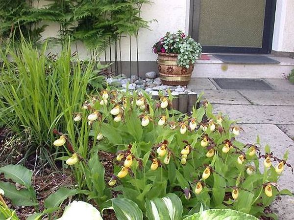 Орхидея садовая: посадка и уход в саду, способы размножения