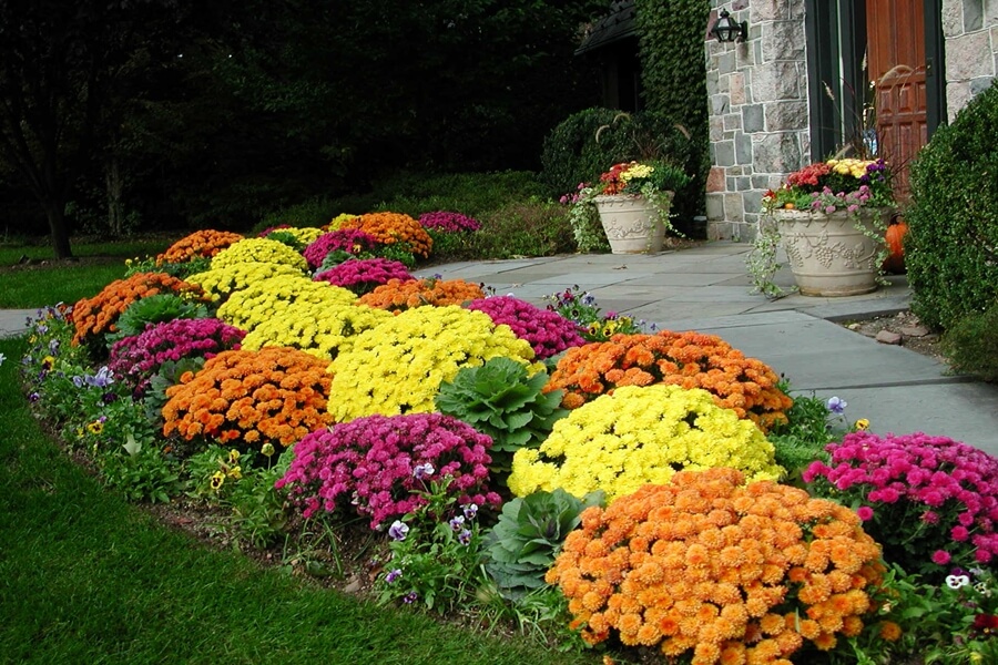 Осенние цветы: красивые цветущие растения сентября, октября и ноября + варианты и фото расположения в саду и на клумбах