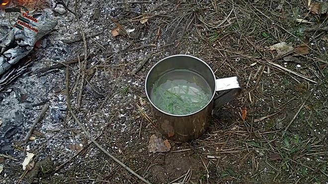 Отвар из хвои сосны: польза и вред, способы заваривания из зеленых и красных шишек