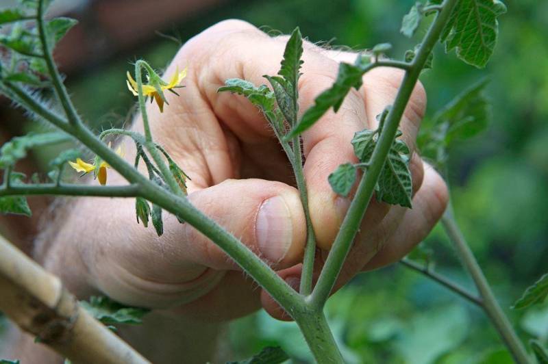 Пасынкование томатов в грунте и теплице