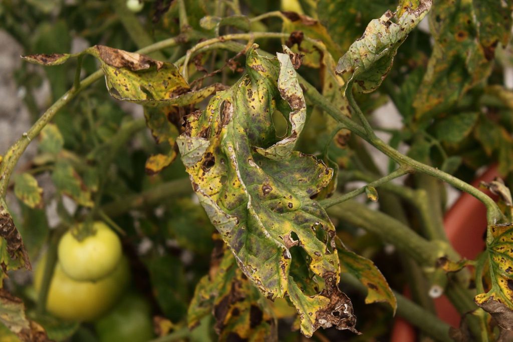 Почему сохнут листья у томатов и как бороться