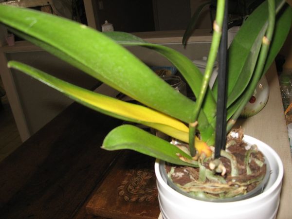 Почему желтеют листья у орхидеи фаленопсис и что делать