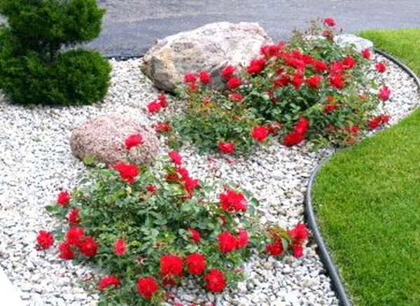 Почвопокровные розы: посадка и особенности выращивания