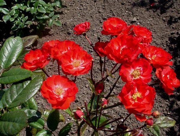 Полиантовые розы: описание и особенности выращивания