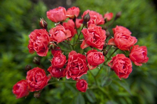 Полиантовые розы: описание и особенности выращивания