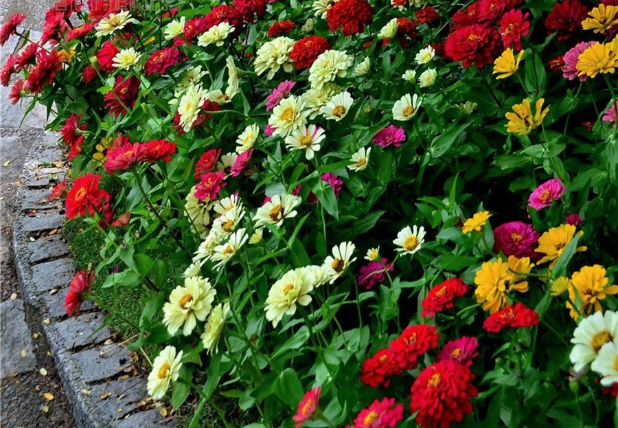 Посадка и уход за многолетней цинией + описание и применение цветка в дизайне сада, популярные виды и сорта с фото