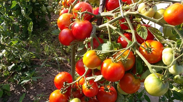 Ранние сорта томатов для огорода и теплицы