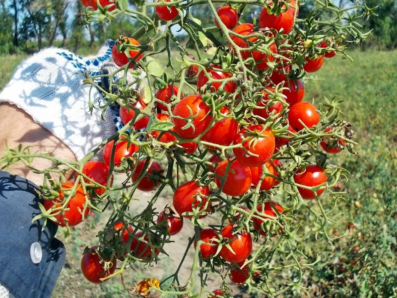 Ранние сорта томатов для открытого грунта и теплицы