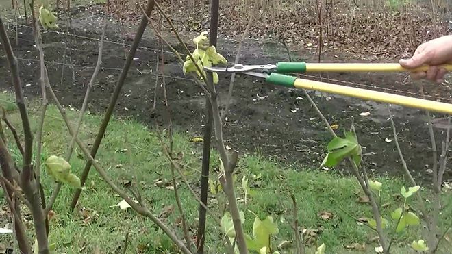 Размножение инжира черенками весной, секреты черенкования от специалистов Размножение инжира черенками весной, секреты черенкования от специалистов