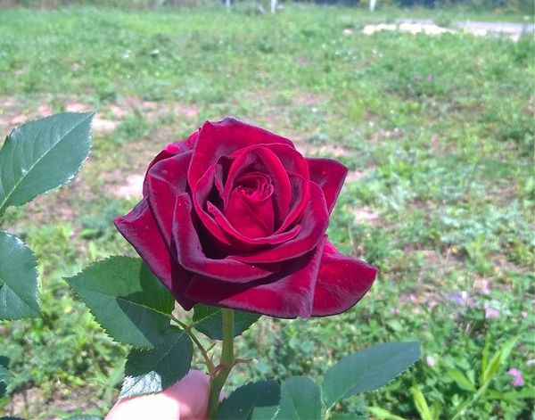 Роза Черный принц: особенности выращивания сорта