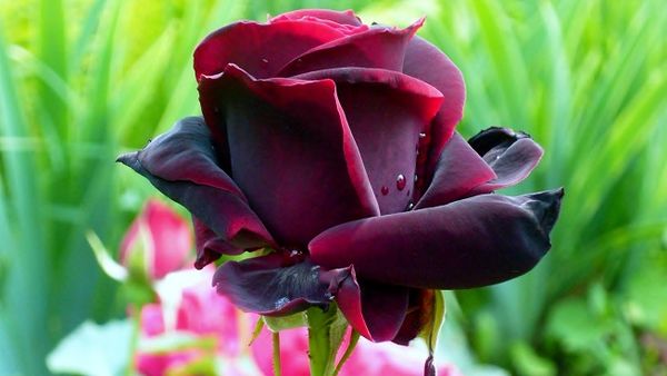 Роза Черный принц: особенности выращивания сорта
