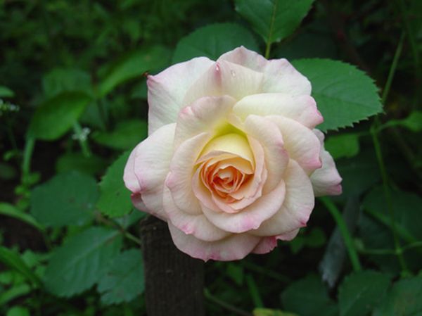 Роза Флорибунда: особенности посадки и ухода