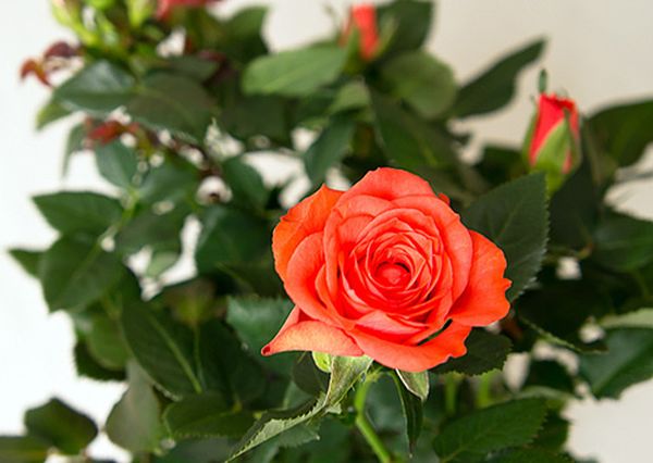Роза Кордана: как ухаживать за цветком после покупки