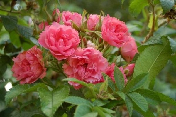 Роза морщинистая: Альба, Ханса и описание других сортов