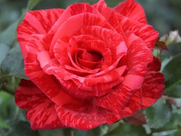Роза Ред Интуишн: описание и особенности ухода за сортом