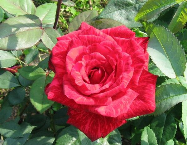 Роза Ред Интуишн: описание и особенности ухода за сортом