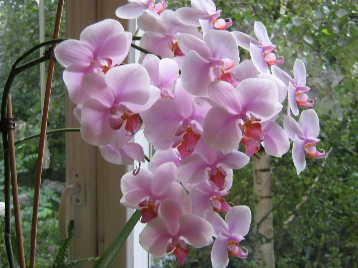 Розовая орхидея: особенности ухода за фаленопсисом