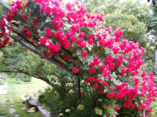 Розы плетистые: сорта постоянного цветения для посадки в саду