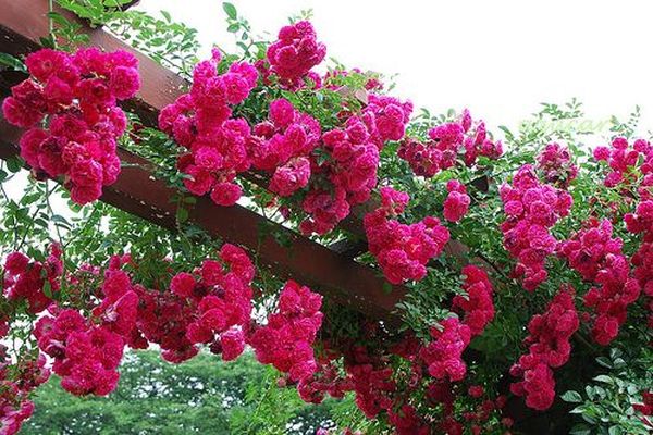 Розы плетистые: сорта постоянного цветения для посадки в саду
