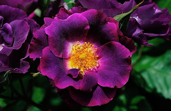 Самые красивые розы в мире: описание и характеристики