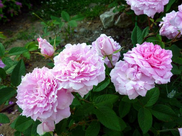 Самые красивые розы в мире: описание и характеристики