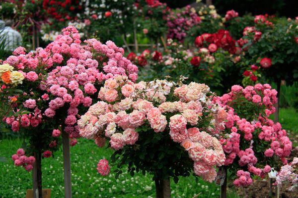 Штамбовая роза: особенности посадки и ухода за кустом