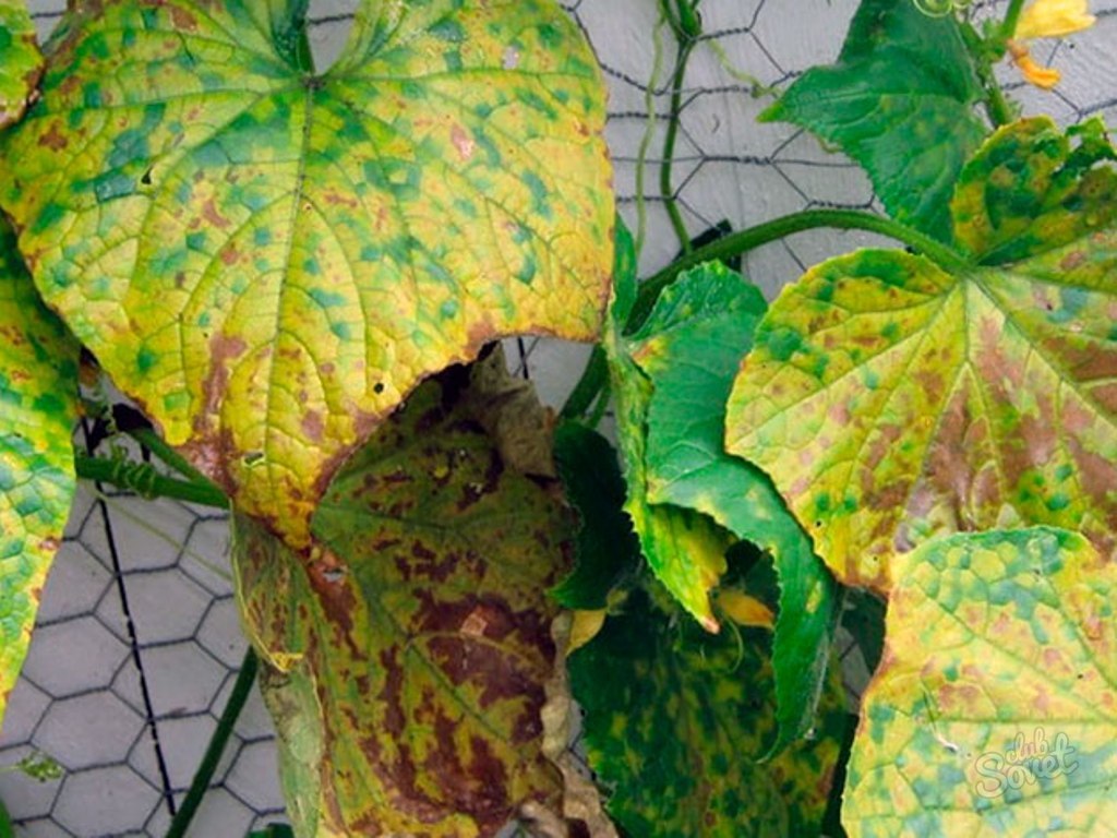 Сохнут листья огурцов: как справиться с проблемой