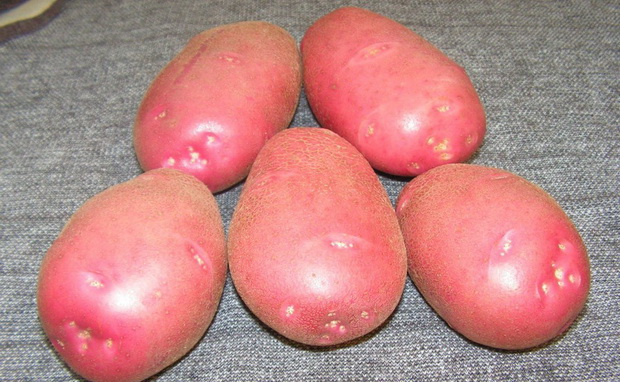 Сорт картофеля Альвара: фото и описание